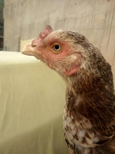 healthy and active female for sale