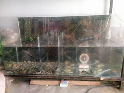 Fish aquarium