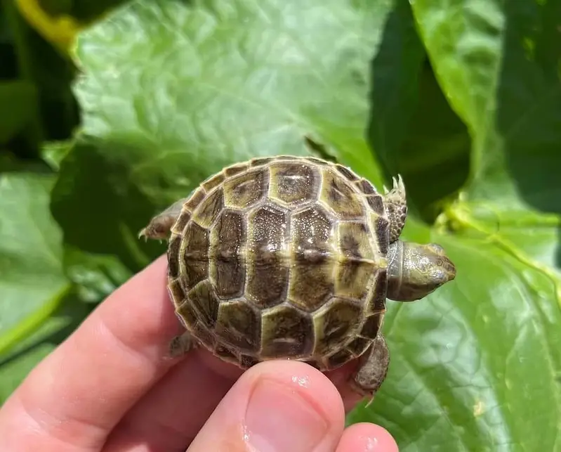 Russian Tortoise Baby