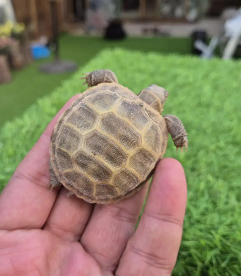 Russian Tortoise Baby — photo 2