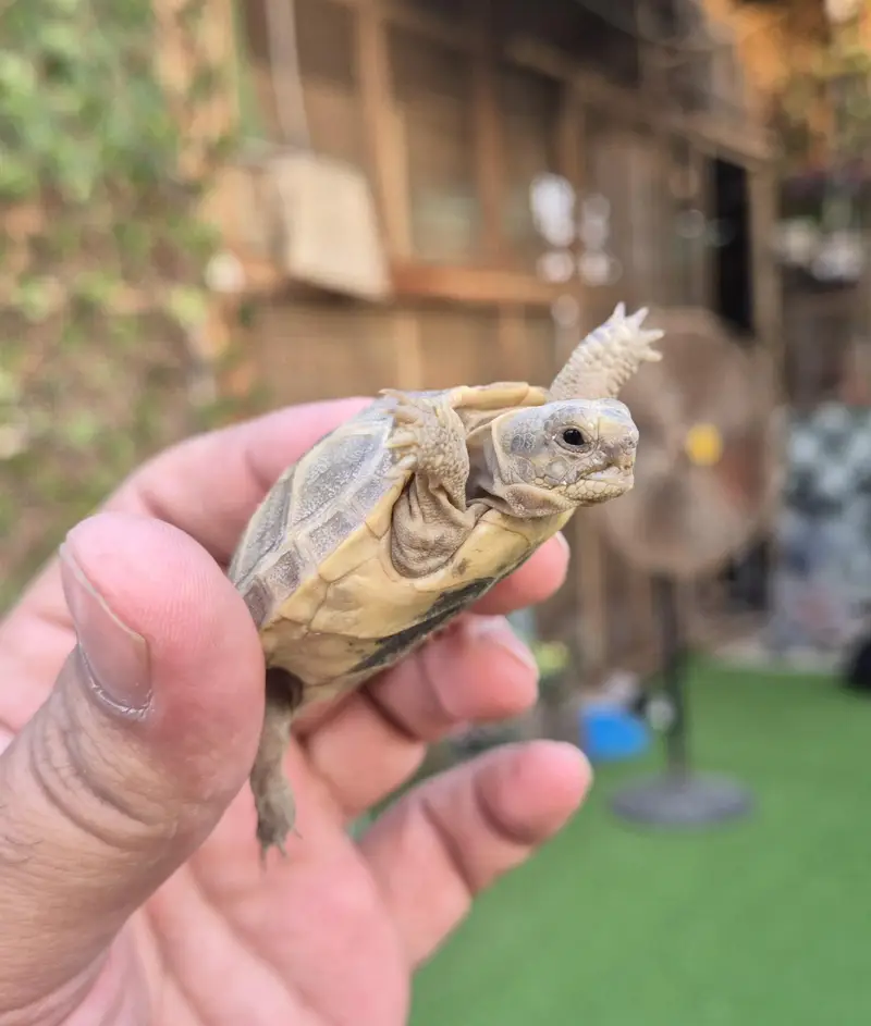 Russian Tortoise Baby — photo 3