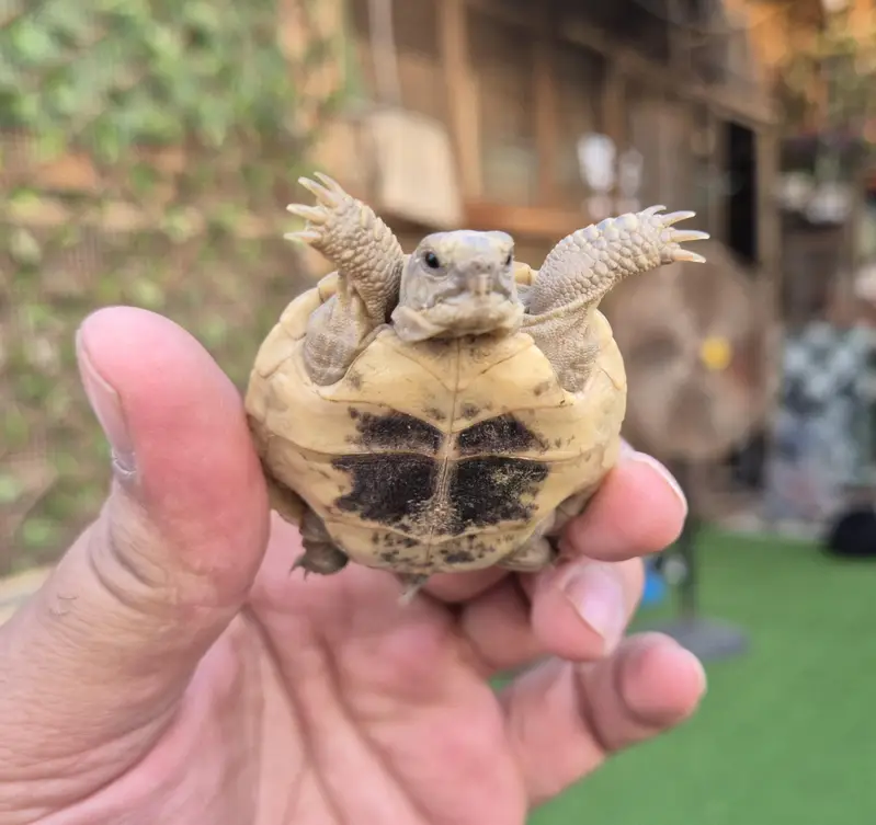 Russian Tortoise Baby — photo 4