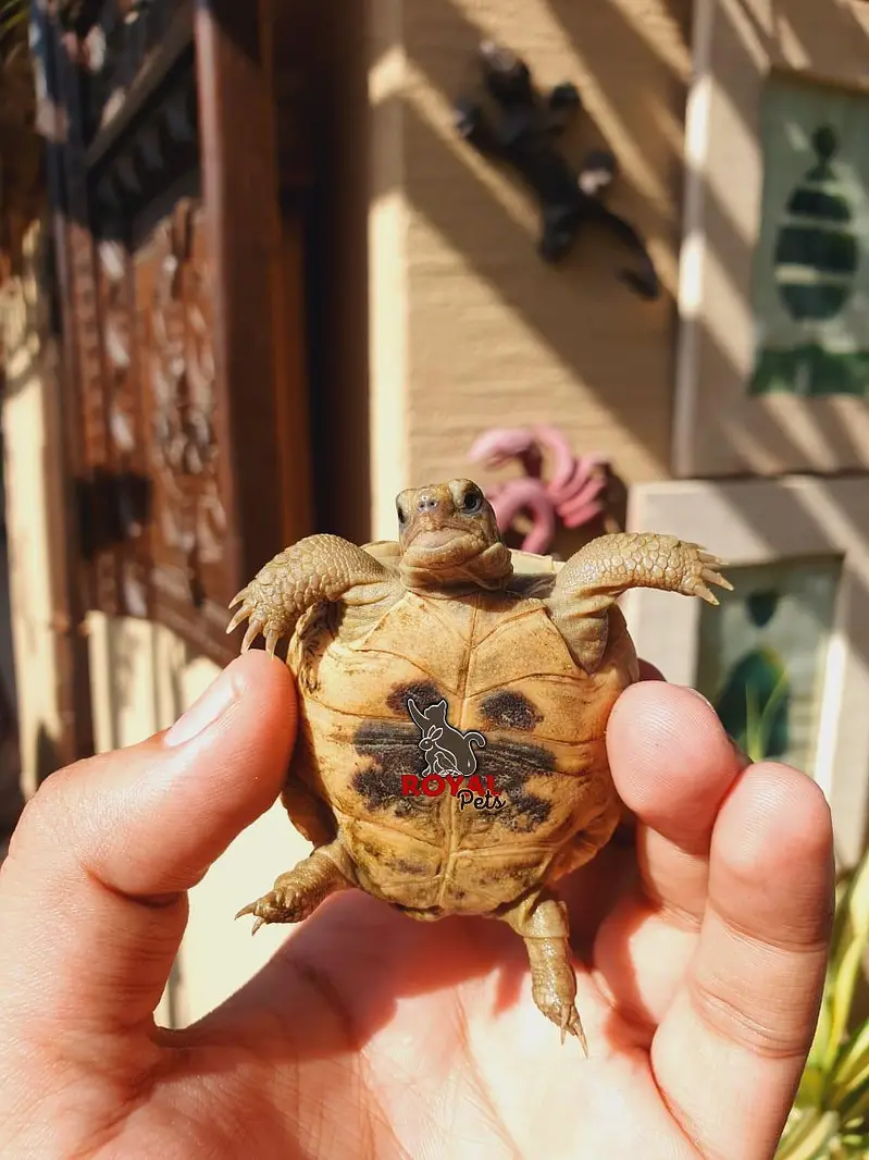Russian Tortoise Baby — photo 5
