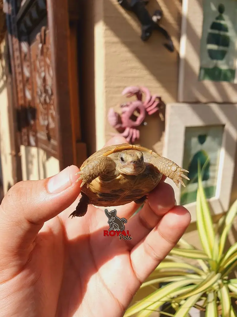 Russian Tortoise Baby — photo 6