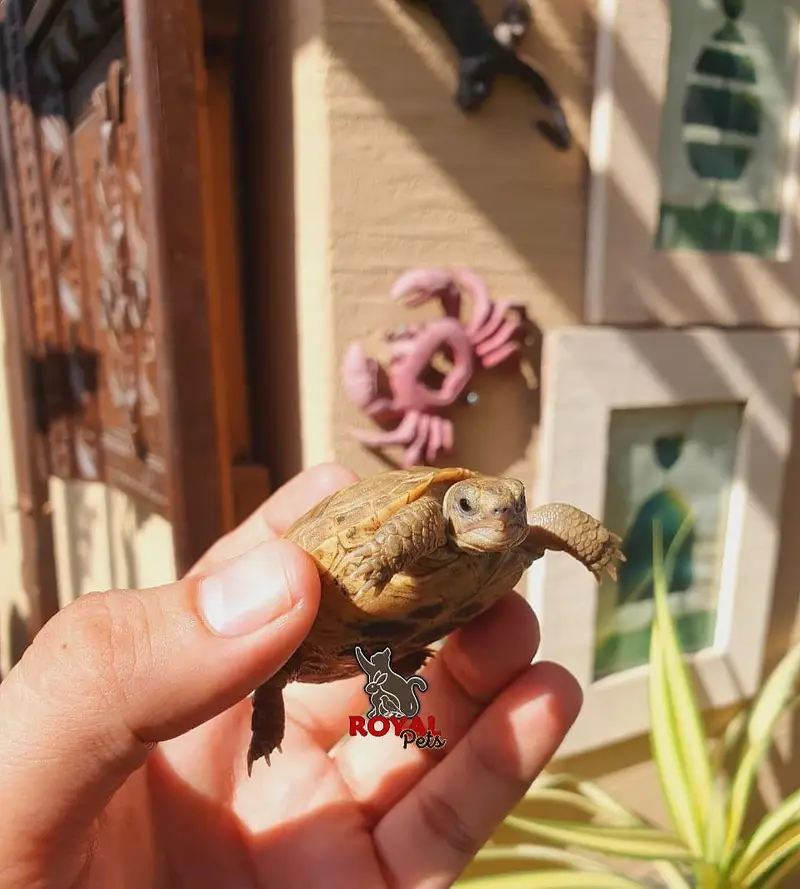 Russian Tortoise Baby — photo 7
