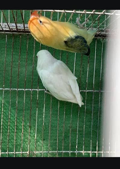 Paulbulo p f   albino