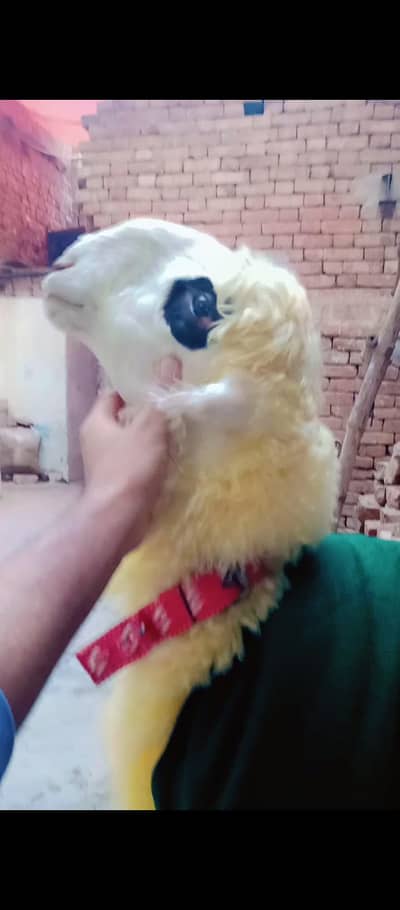 mundra for sale location Gujranwala Shaheena bad