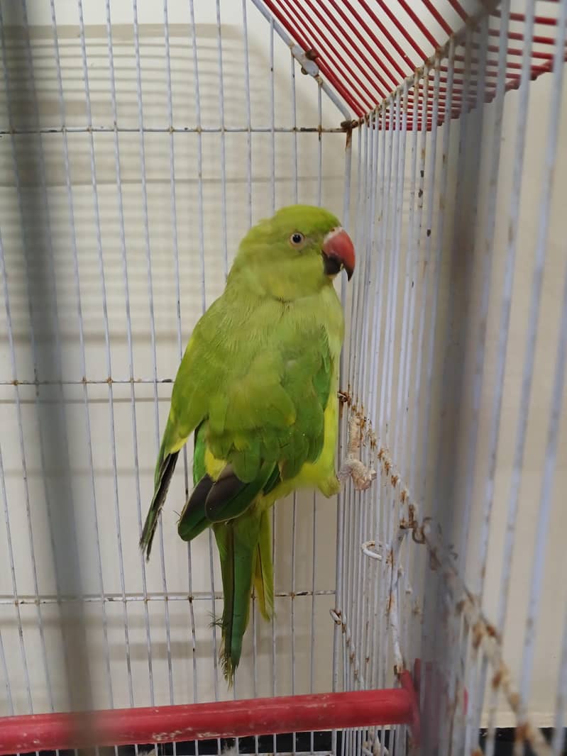 Ring neck mithu - Parrots - 1108782365
