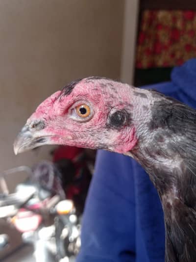 A beautiful Aseel Madi