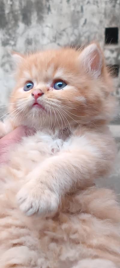 Triple coated healthy Persian kittens