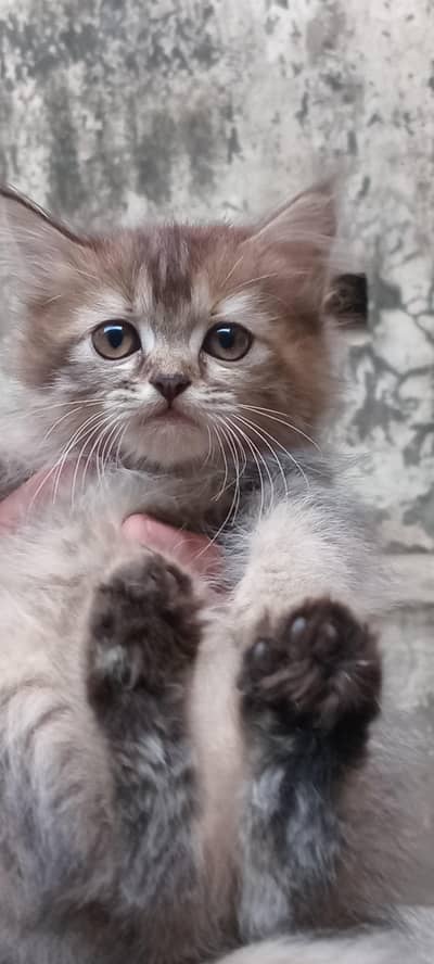 Triple coated healthy Persian kittens