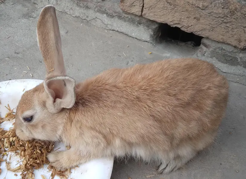 Single colour Brown, Red Eye White, Angora-like Red Eye White Rabbits — photo 10