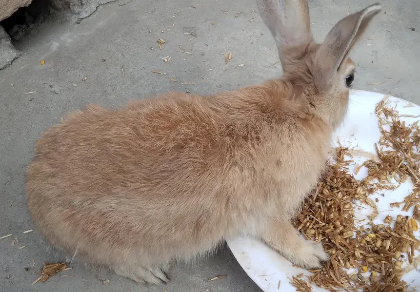 Single colour Brown, Red Eye White, Angora-like Red Eye White Rabbits — photo 11
