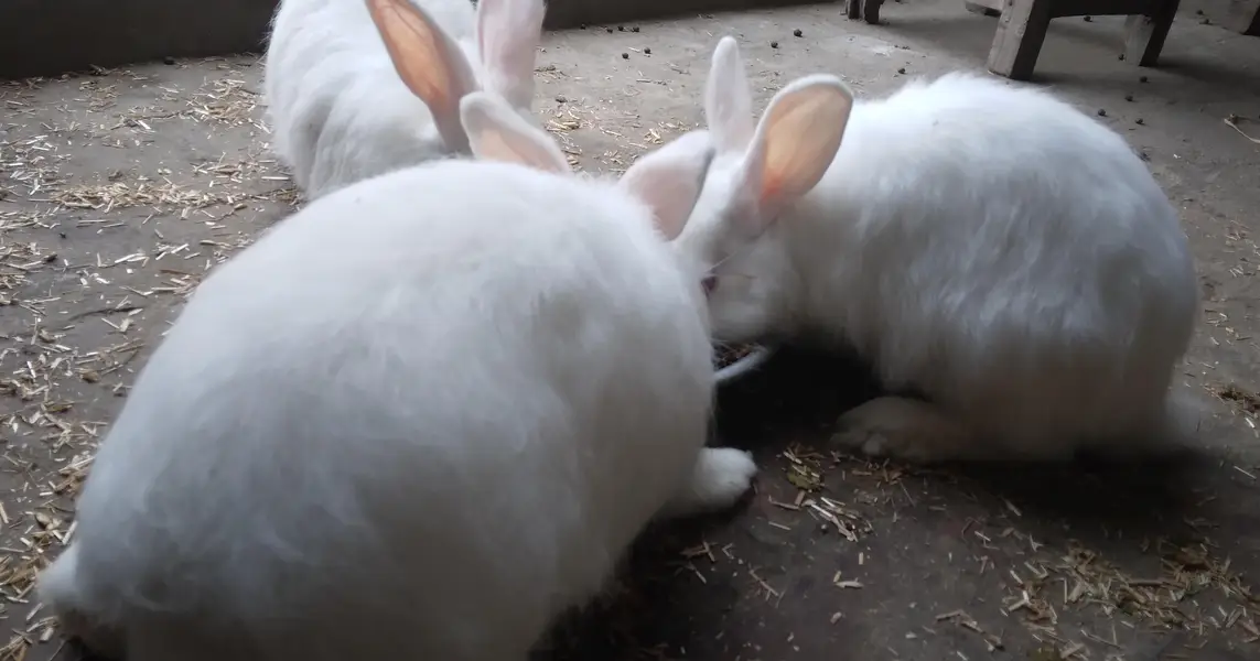 Single colour Brown, Red Eye White, Angora-like Red Eye White Rabbits — photo 12