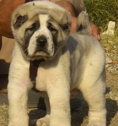 Alabai Pair / Alabai male Dog /king Alabai Pair security dog for sale