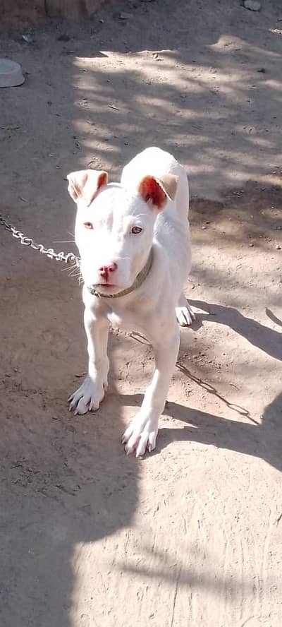 Pitbull female for sale