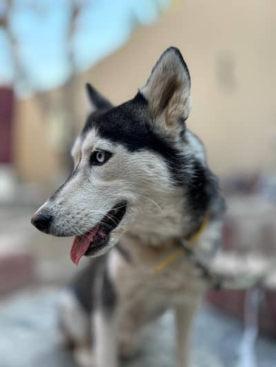 odd eyes Siberian husky