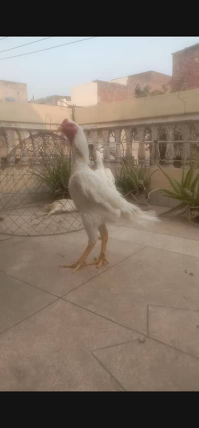 Extreme quality German White O Shamoo round face breeder male