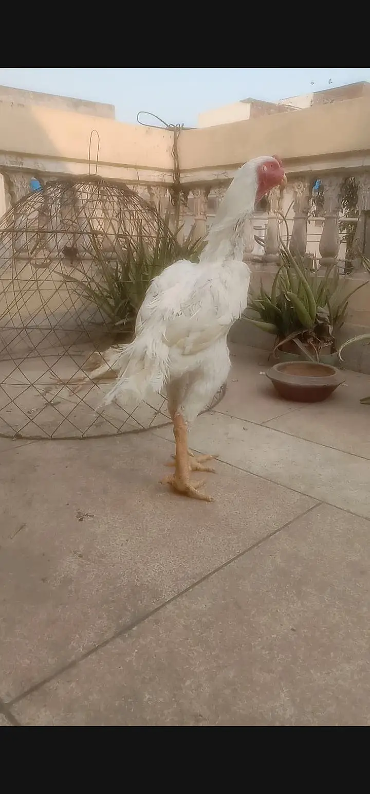 Extreme quality German White O Shamoo round face breeder male — photo 4