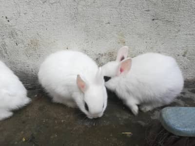 Hotot bunnies(2 dutch females)