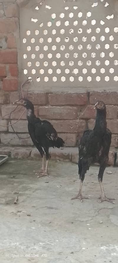 Sirf okara or sahiwal KY log contact kary