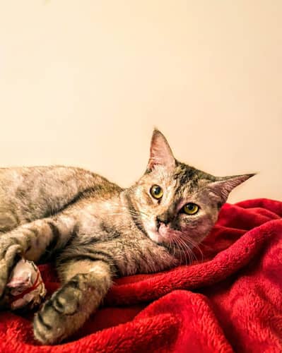 Healthy and super active  cats