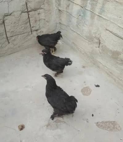 Bantam Cochin