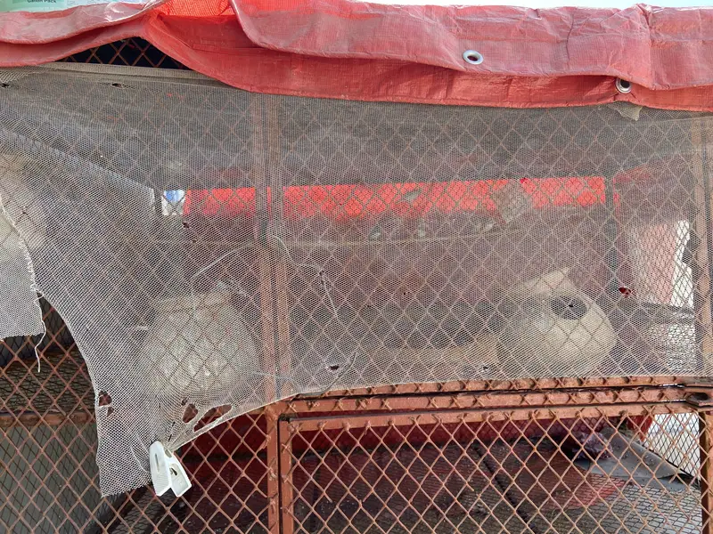 Birds & Hen Cage — photo 3