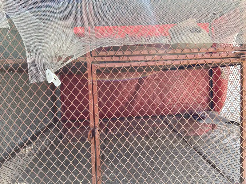 Birds & Hen Cage — photo 5