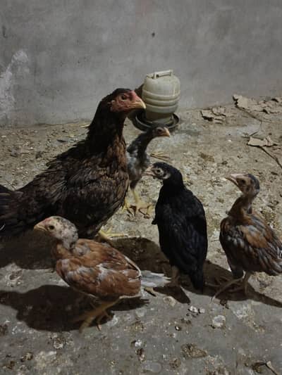 mianwali hen with 4 chicks 4 months