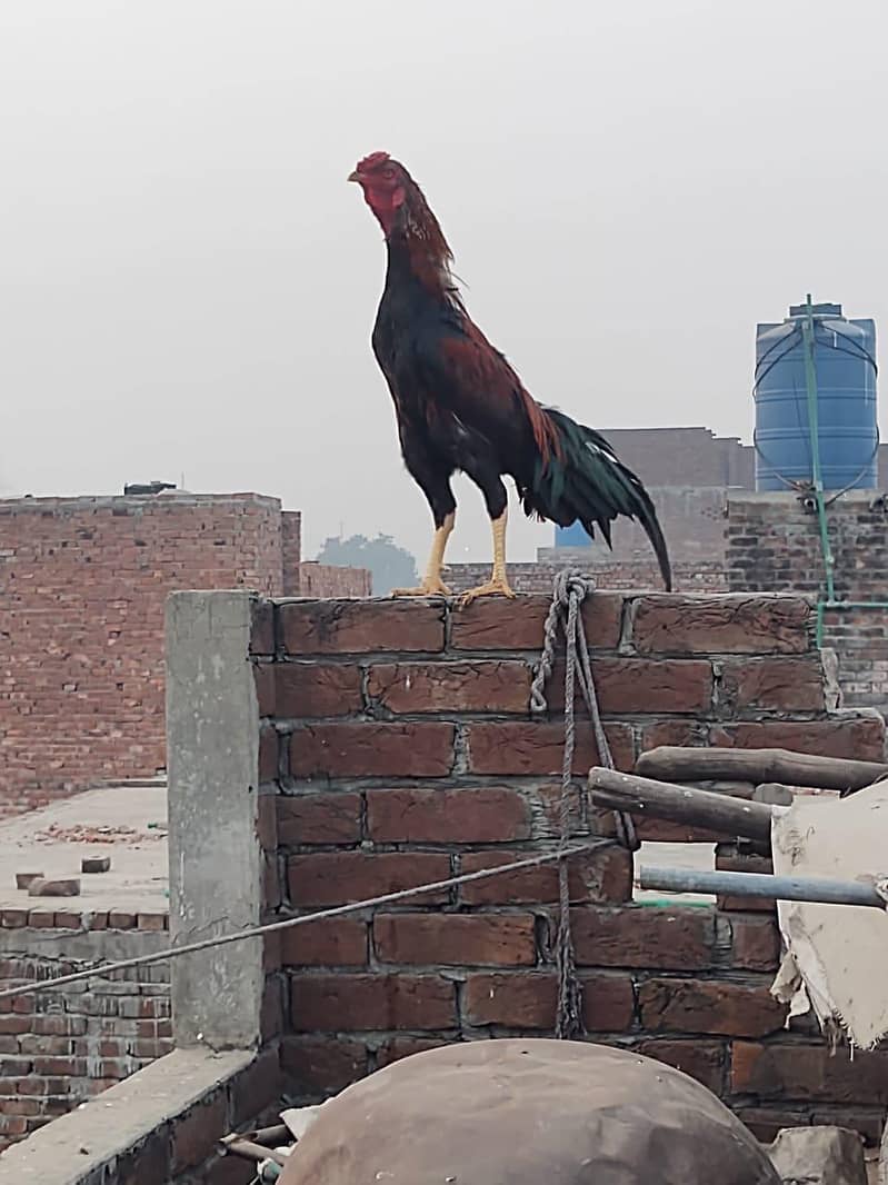 لڑائی والا مُرغا برائے فروخت – مضبوط، صحت مند اور مکمل تیار 0