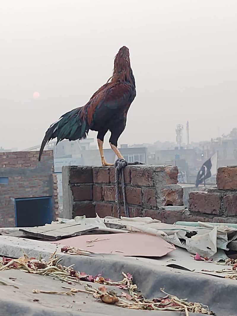 لڑائی والا مُرغا برائے فروخت – مضبوط، صحت مند اور مکمل تیار 1