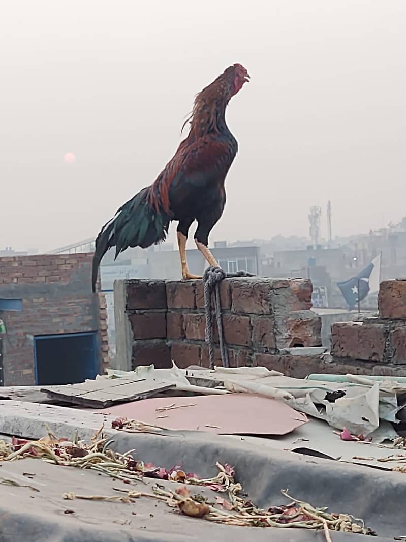 لڑائی والا مُرغا برائے فروخت – مضبوط، صحت مند اور مکمل تیار 2