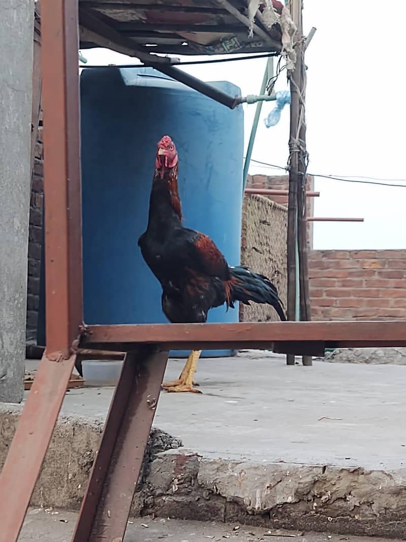 لڑائی والا مُرغا برائے فروخت – مضبوط، صحت مند اور مکمل تیار 3