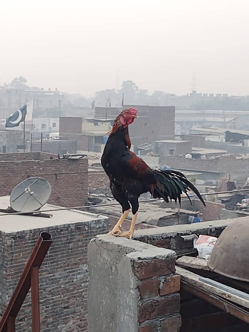 لڑائی والا مُرغا برائے فروخت – مضبوط، صحت مند اور مکمل تیار 4