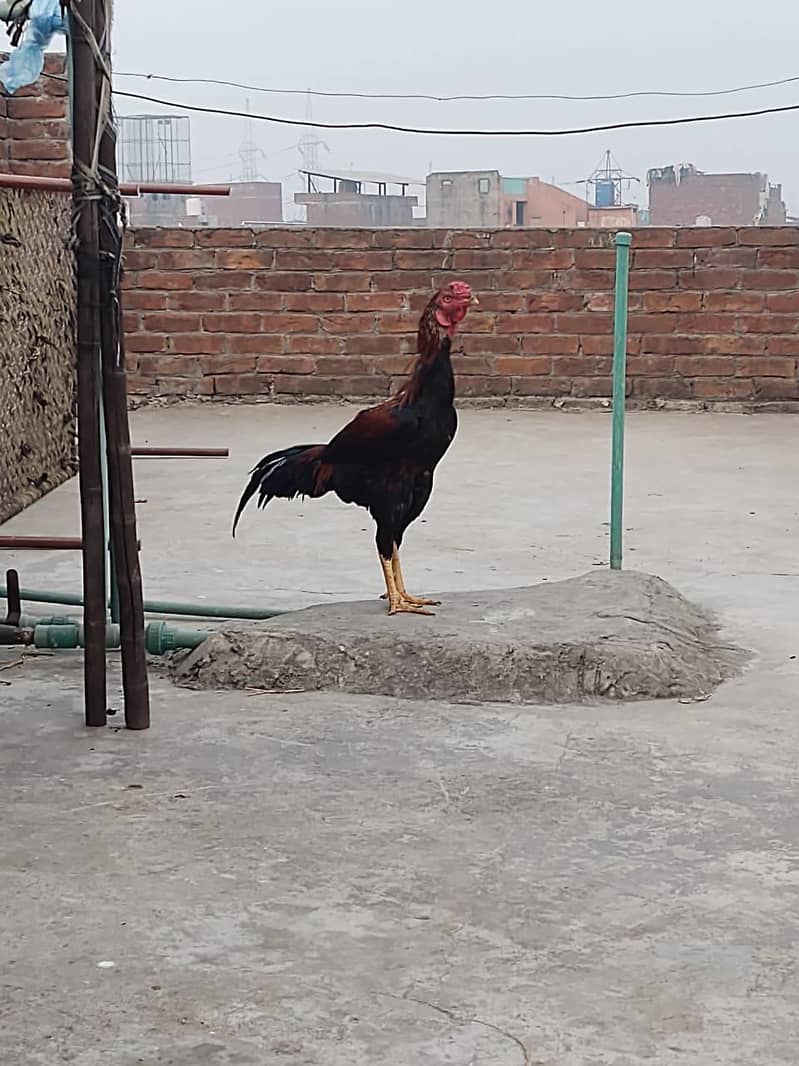 لڑائی والا مُرغا برائے فروخت – مضبوط، صحت مند اور مکمل تیار 5