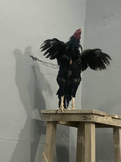 WhatsApp number 03037706226