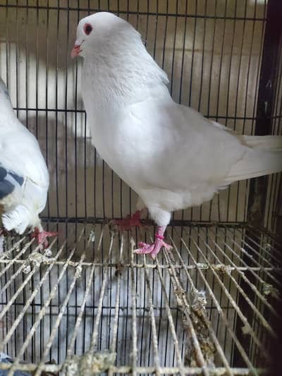 Hand tame king pigeon pair
