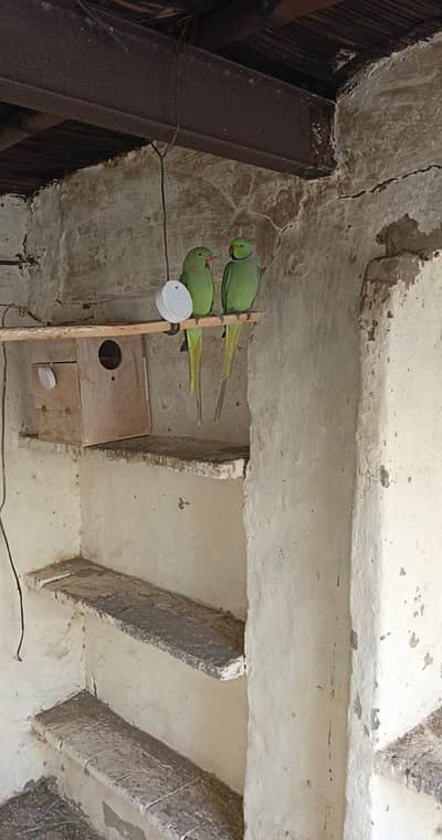 parrots