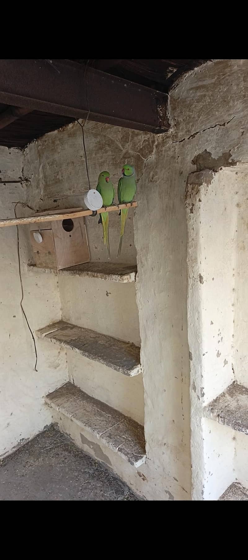 parrots 2