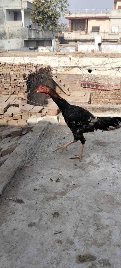 jis bhai ne Lena ho mil jaye ga