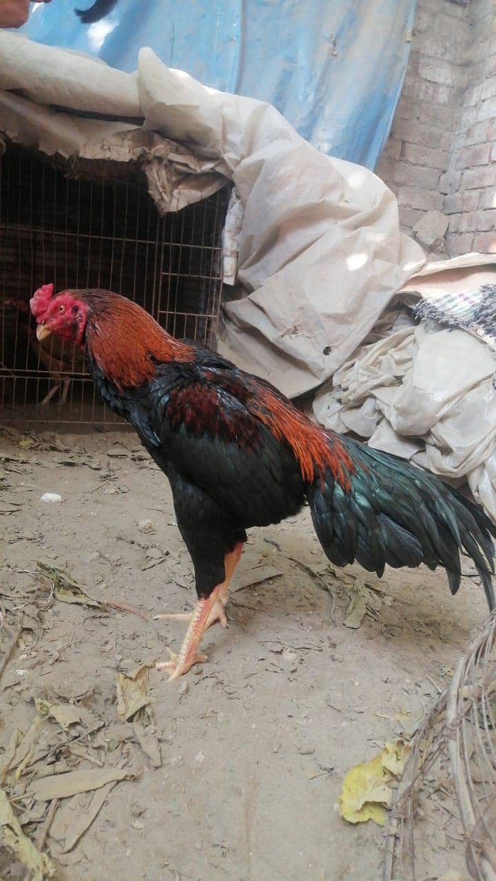 Aseel patha - Hens - 1108811998