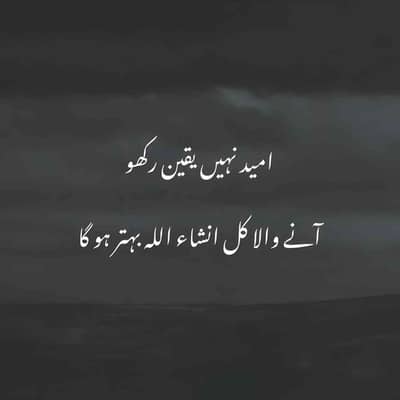 Aseel shoq