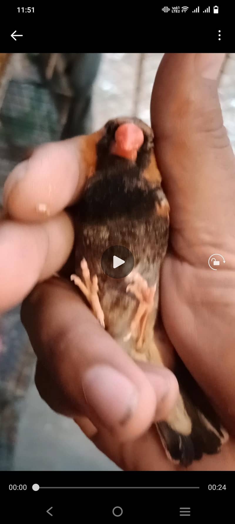 Finch mutation 8