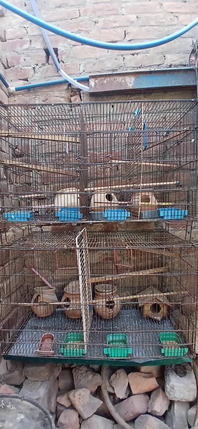Cage for parrots