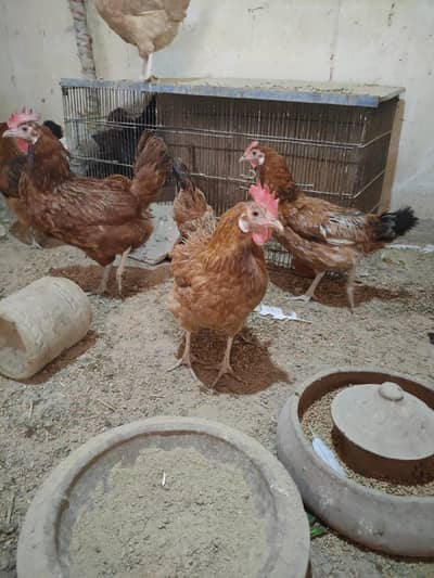 Eggs  laying golden misri hens