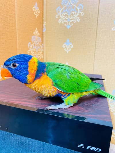 lory parrot full tame all ok male with DNA