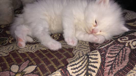 Beautiful female kitten 45 days age persian bread double coat