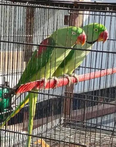 Kashmiri Raw Parrot Breeding Pair