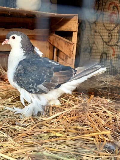 Lahori Sherazi German lines